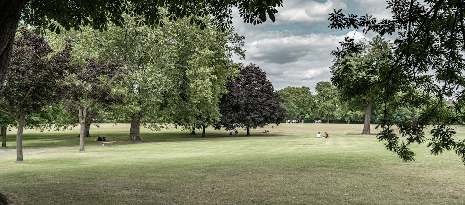 A spacious urban park featuring a well-maintained grassy lawn with varying shades of green, bordered by a diverse array of mature trees including leafy deciduous species and darker-leaved varieties. The trees provide shade for visitors sitting on wooden benches and relaxing on the grass. The park has a mixture of open areas and shaded spots, with a gravel or dirt pathway visible toward the back. Overhead, a cloudy sky offers diffuse light, highlighting the textures of the lush grass, the bark of the trees, and the leaves. In the foreground, branches with dark green leaves extend into the frame, while in the background, groups of people can be seen enjoying the outdoor space. The overall scene reflects a tranquil environment maintained through careful landscaping work, including lawn care and tree trimming, with the expertise of Gardeners Dulwich contributing to the park’s tidy and inviting appearance.