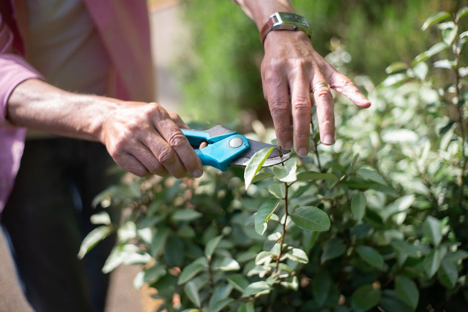 A person clipping the tips of a small, green-leaved shrub using a pair of blue-handled pruning shears, with their other hand gently stabilizing the branch. The garden setting features well-maintained foliage, with a neatly edged pathway visible in the background. The shrub has smooth, glossy leaves, and the background includes surrounding plants and trees with blurred greenery, indicating a well-kept outdoor space. The lighting suggests natural sunlight, highlighting the textures of the leaves and the act of hedge trimming, indicative of garden maintenance activities. This scene exemplifies routine hedge trimming and garden care, as provided by Gardeners Dulwich, to maintain healthy and tidy outdoor spaces.